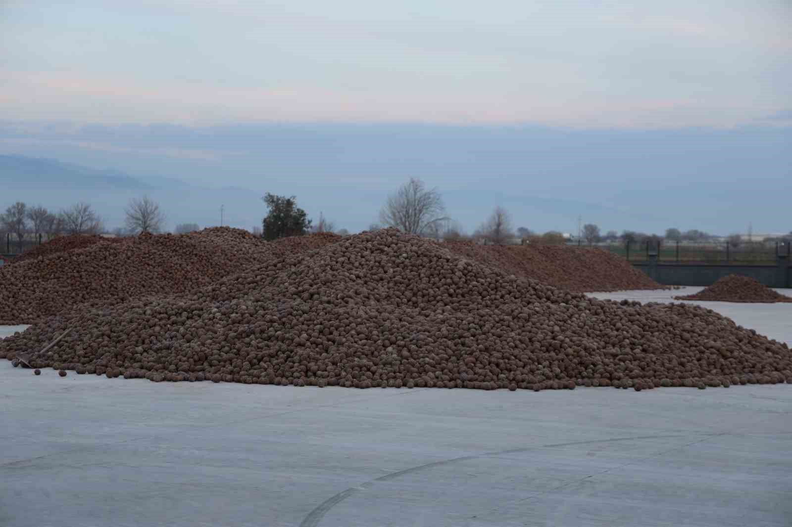 Kozalak işleme tesislerinde yoğun mesai dönemi
