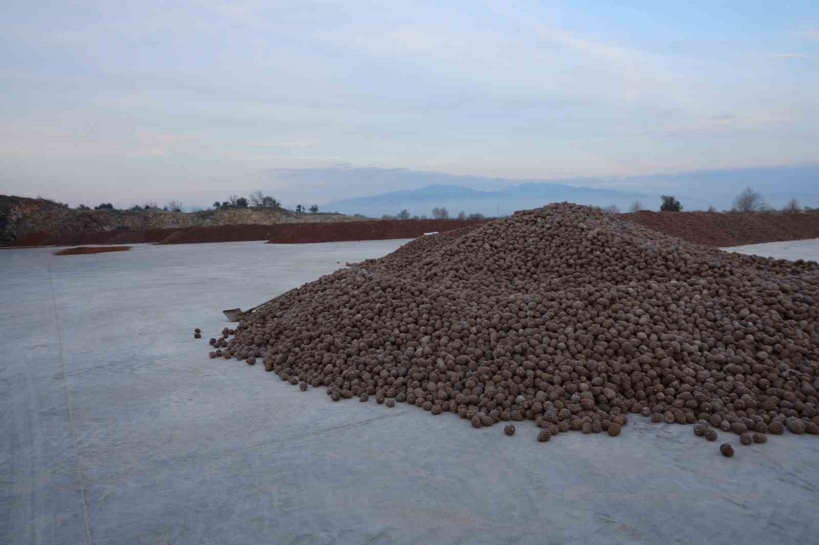Kozalak işleme tesislerinde yoğun mesai dönemi

