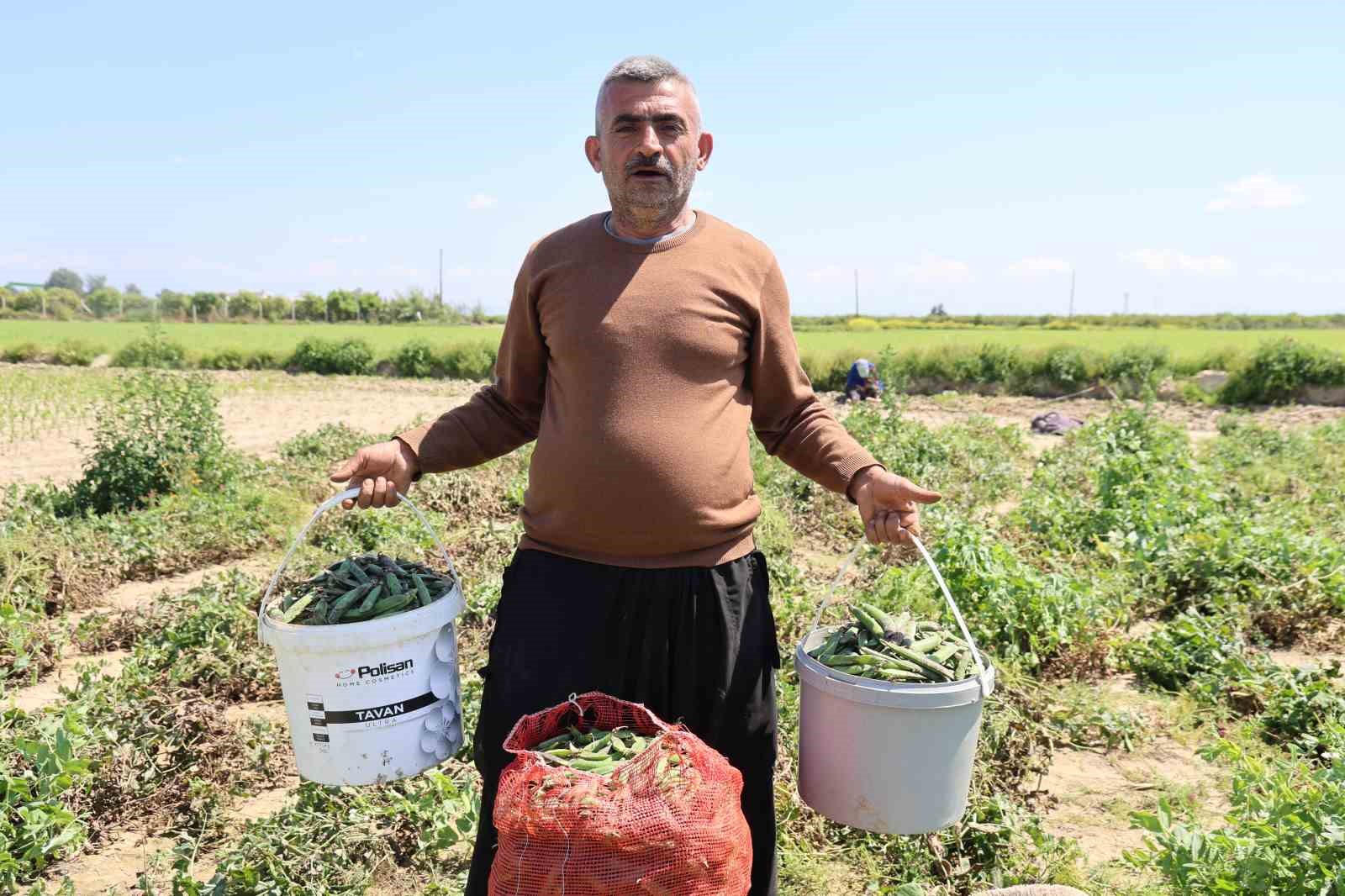 Kozan bezelyesi görünümüyle Karadeniz hamsisine benzetildi

