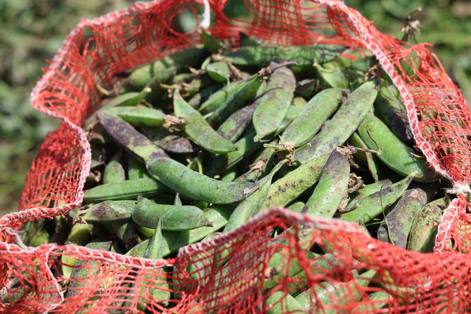 Kozan bezelyesi görünümüyle Karadeniz hamsisine benzetildi
