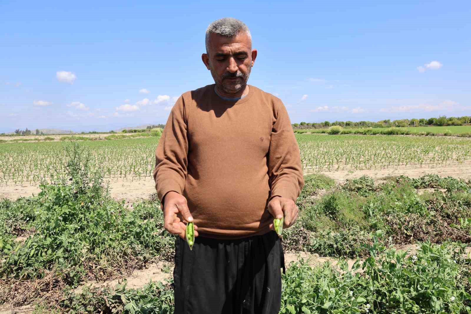 Kozan bezelyesi görünümüyle Karadeniz hamsisine benzetildi
