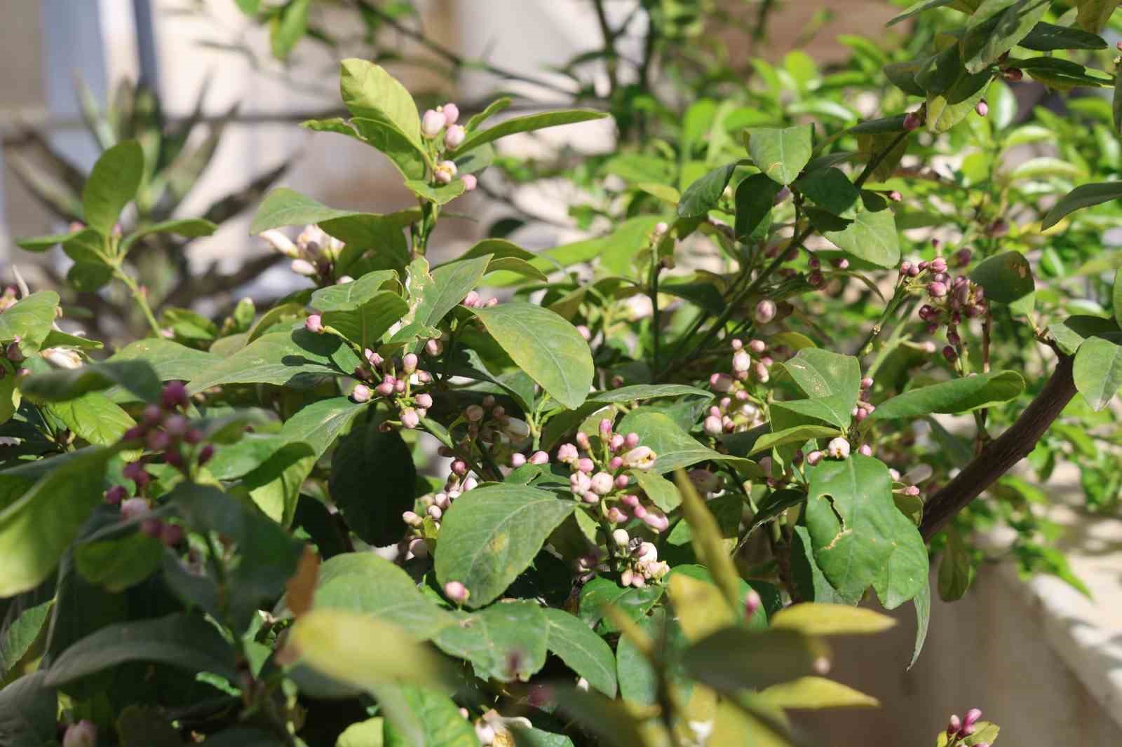 Kozan Portakal Çiçeği Festivali’nin hazırlıkları tamamlandı
