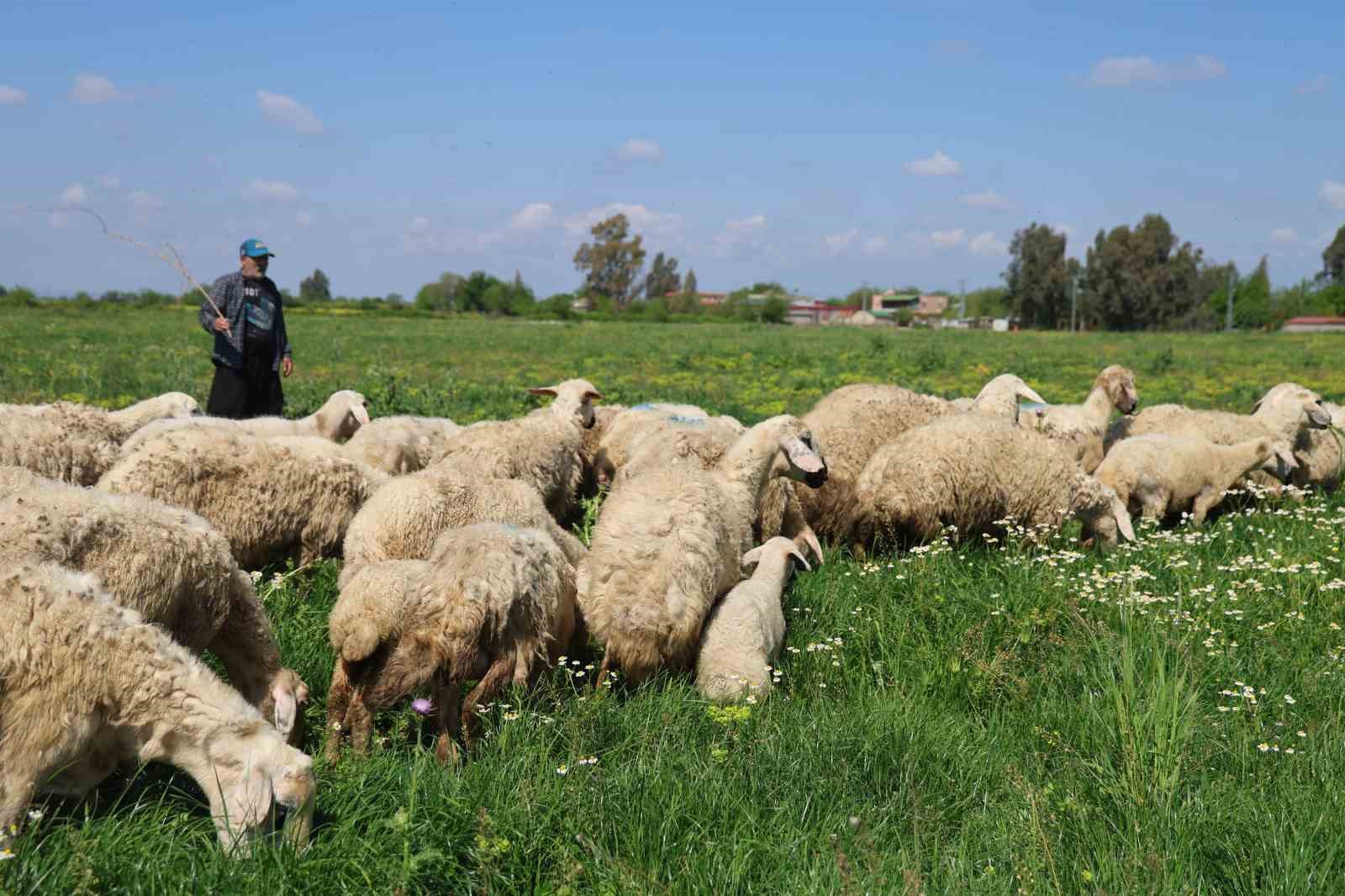 Kozan’da ıslah edilen mera alanı dualarla açıldı, sürüler alanda otlamaya başladı
