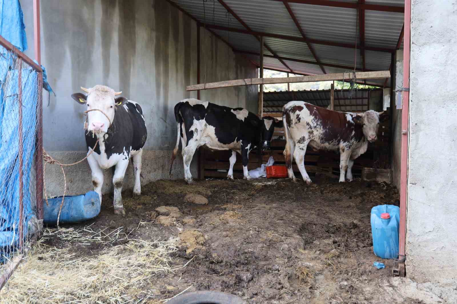 Kozan’daki selde hayvanları telef olan kadın: "Bir anda sel geldi, ahırın üstünü aştı"
