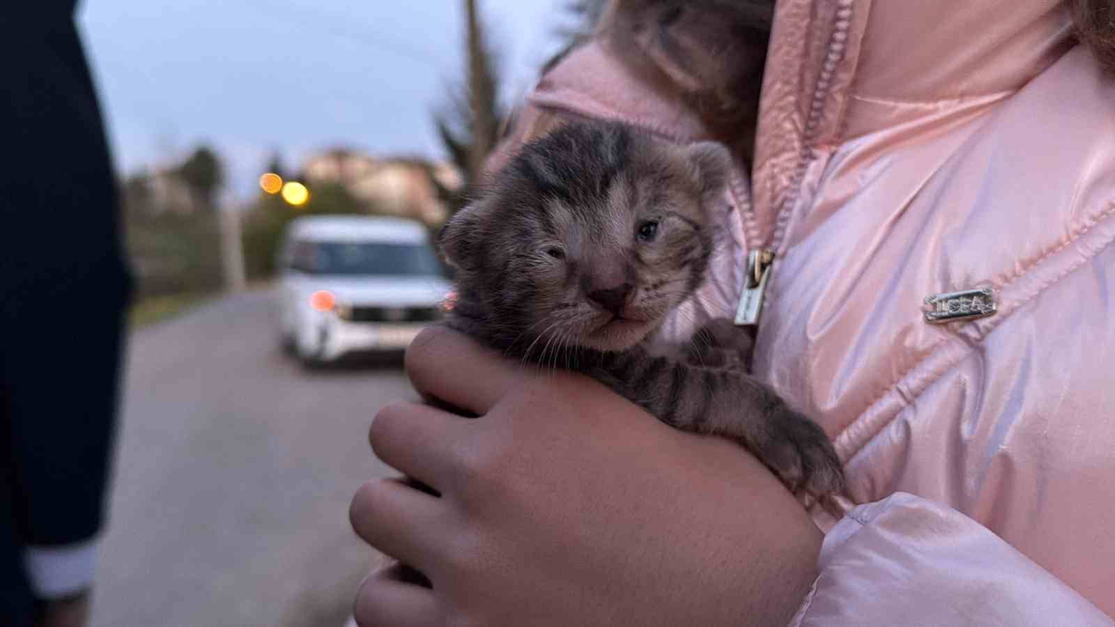 Küçük kızın duyarlılığı sayesinde 2 yavru kedi kurtarıldı
