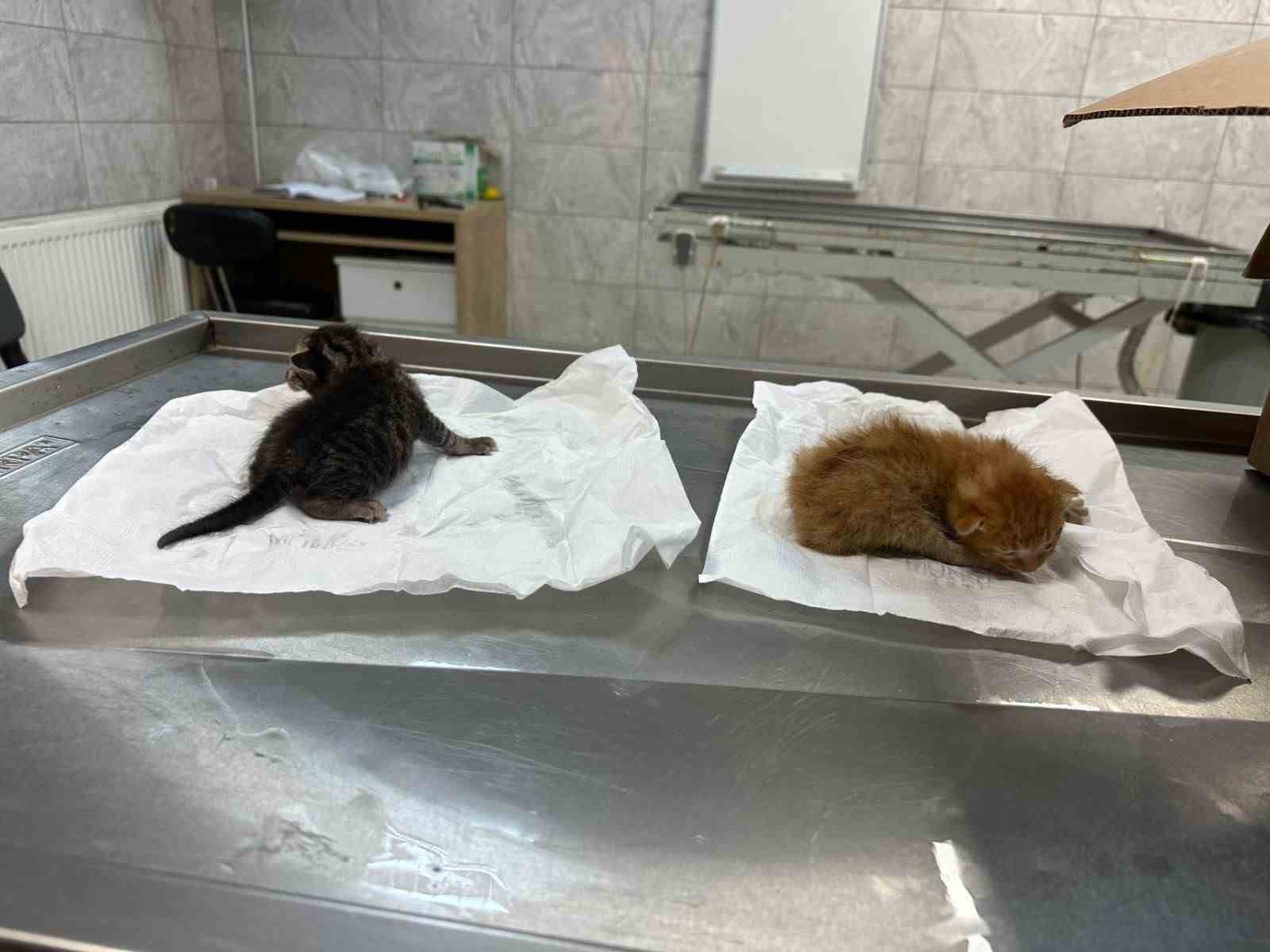 Küçük kızın duyarlılığı sayesinde 2 yavru kedi kurtarıldı
