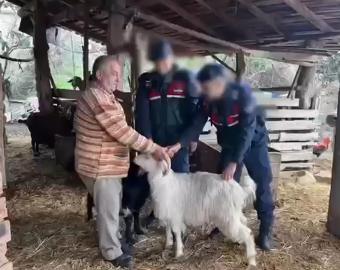 Küçükbaş hayvan hırsızlığı yapan 3 şüpheli tutuklandı
