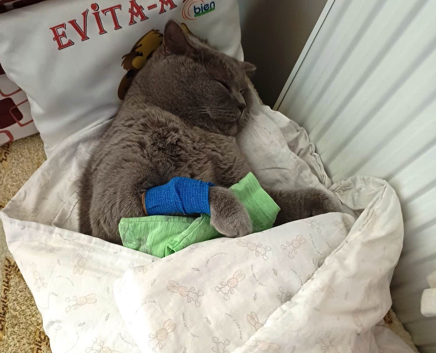 Kuduz aşısı sonrası kedileri ölen aile şikayetçi oldu
