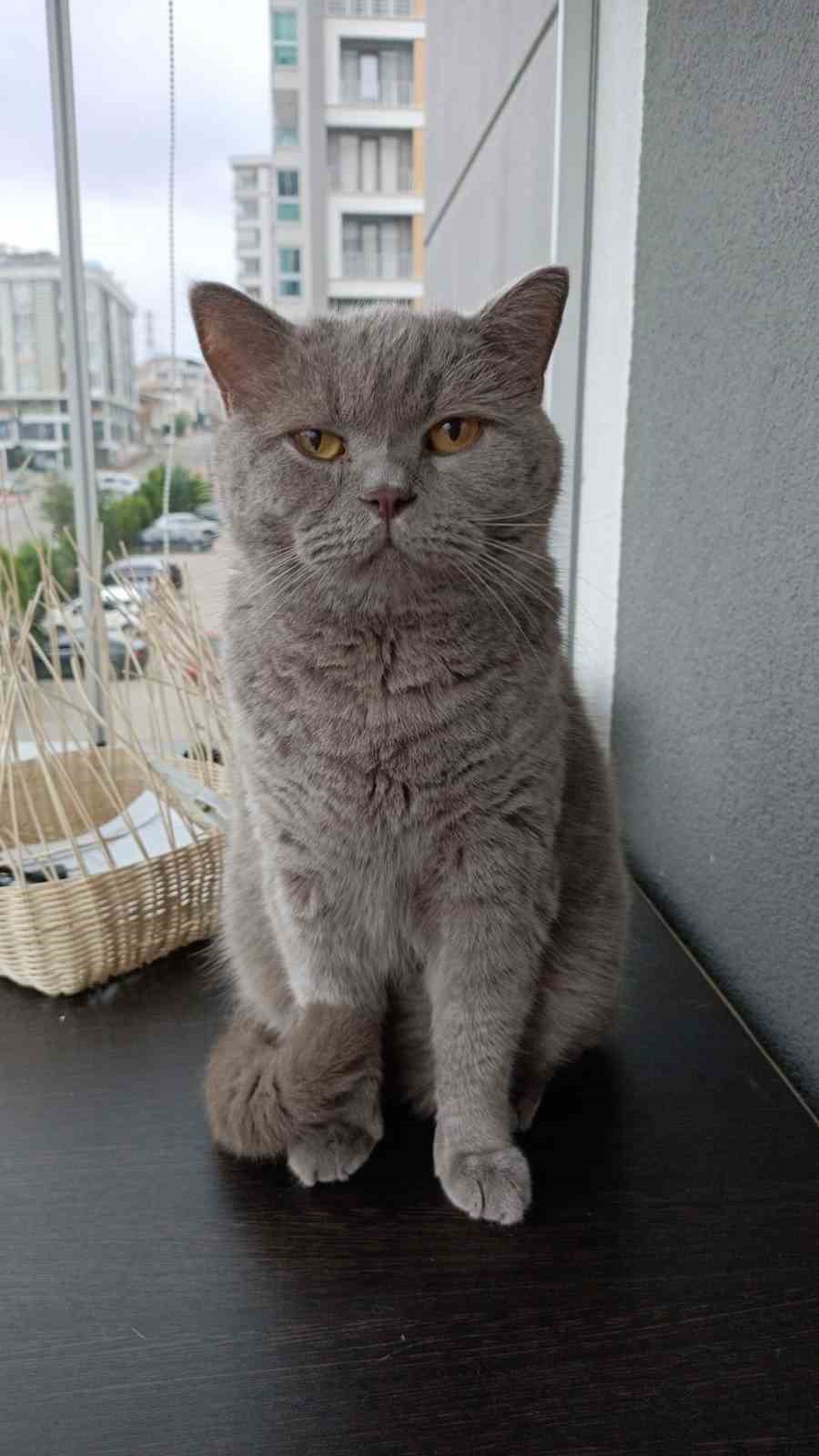 Kuduz aşısı sonrası kedileri ölen aile şikayetçi oldu
