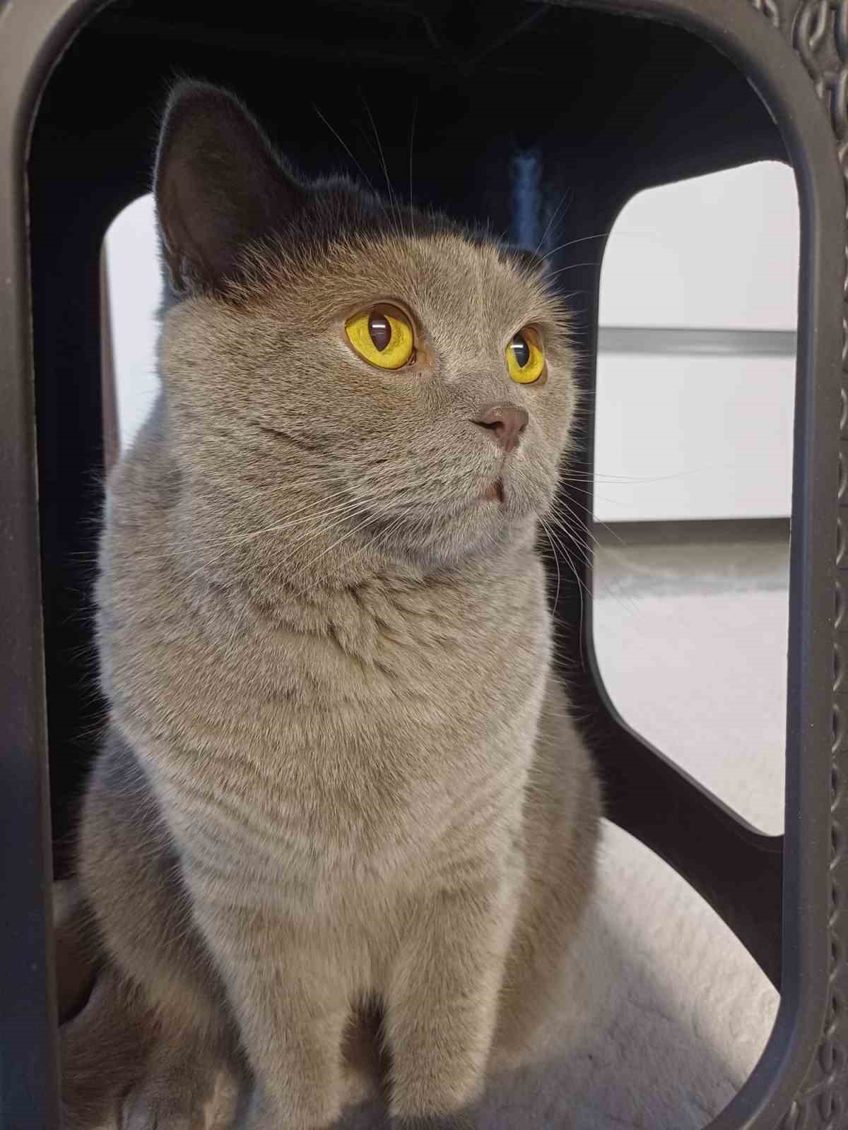 Kuduz aşısı sonrası kedileri ölen aile şikayetçi oldu
