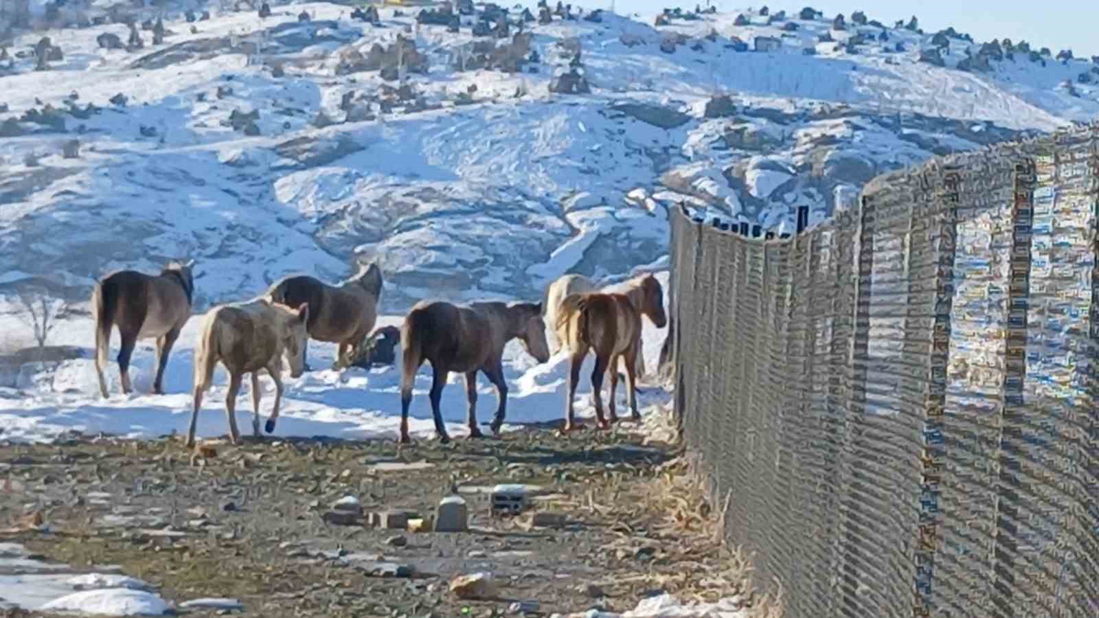 Kulp’ta aç kalan yaban atları grup halinde merkeze indi
