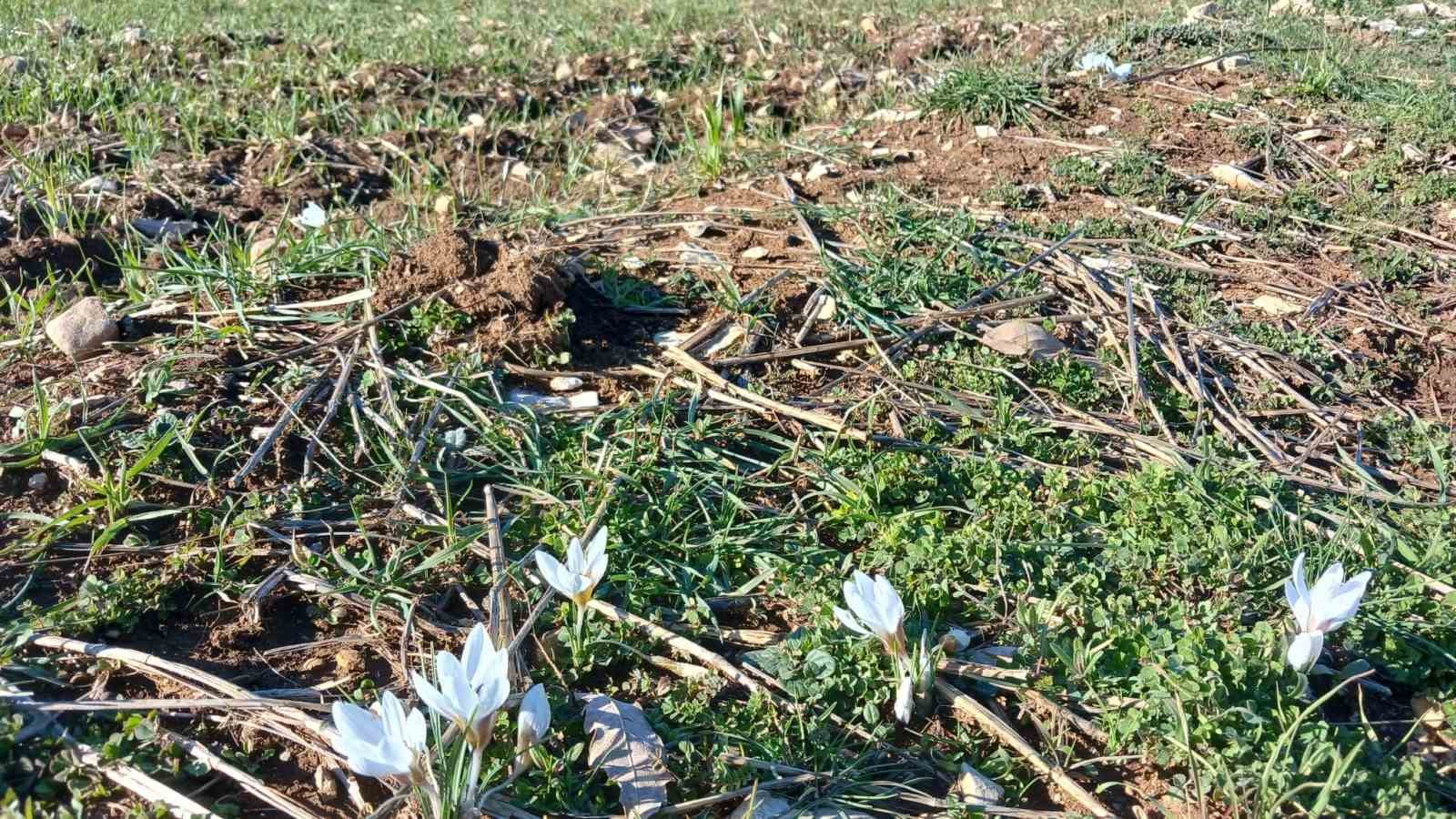 Kulp’ta baharın habercisi çiğdemler açtı
