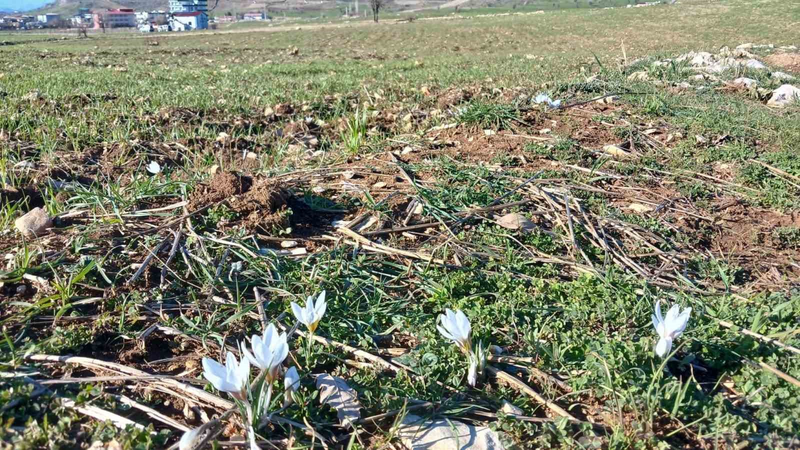 Kulp’ta baharın habercisi çiğdemler açtı
