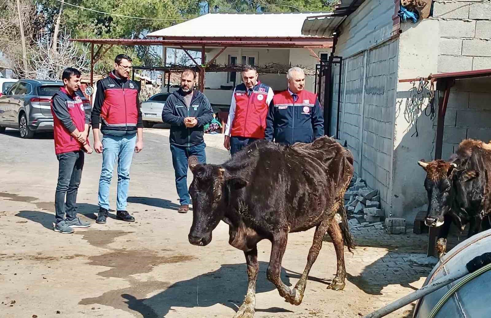 Kumlu’da yerli ırk hayvanlarla büyükbaş yetiştiriciliği yapan işletme incelendi
