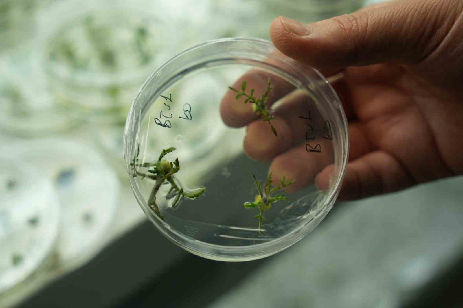 Kuraklığa dayanıklı domatesler geliştiriliyor
