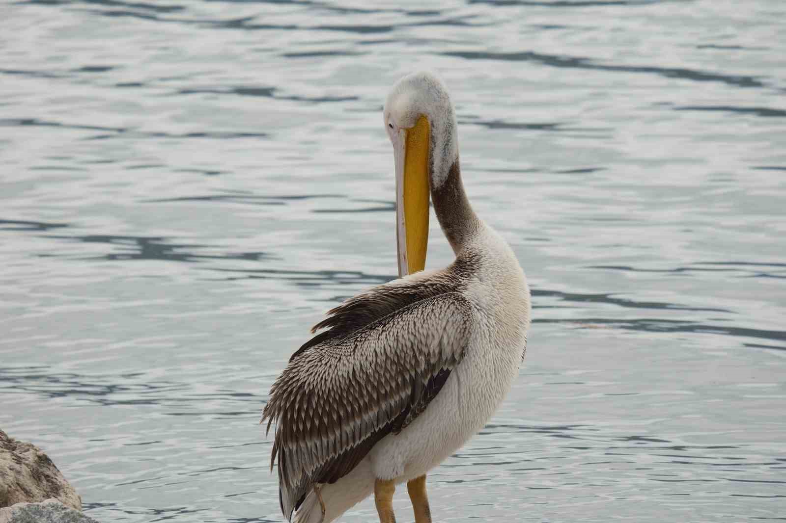 Kuraklıkla boğuşuyordu...Yağışlarla yeniden küçük Venedik oldu
