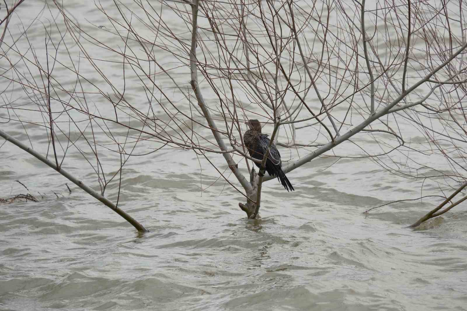 Kuraklıkla boğuşuyordu...Yağışlarla yeniden küçük Venedik oldu
