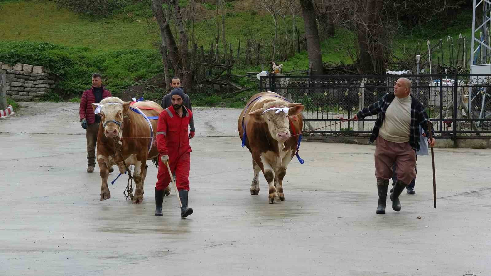Kurban Bayramı yaklaşırken tonluk kurbanlıklar satışta
