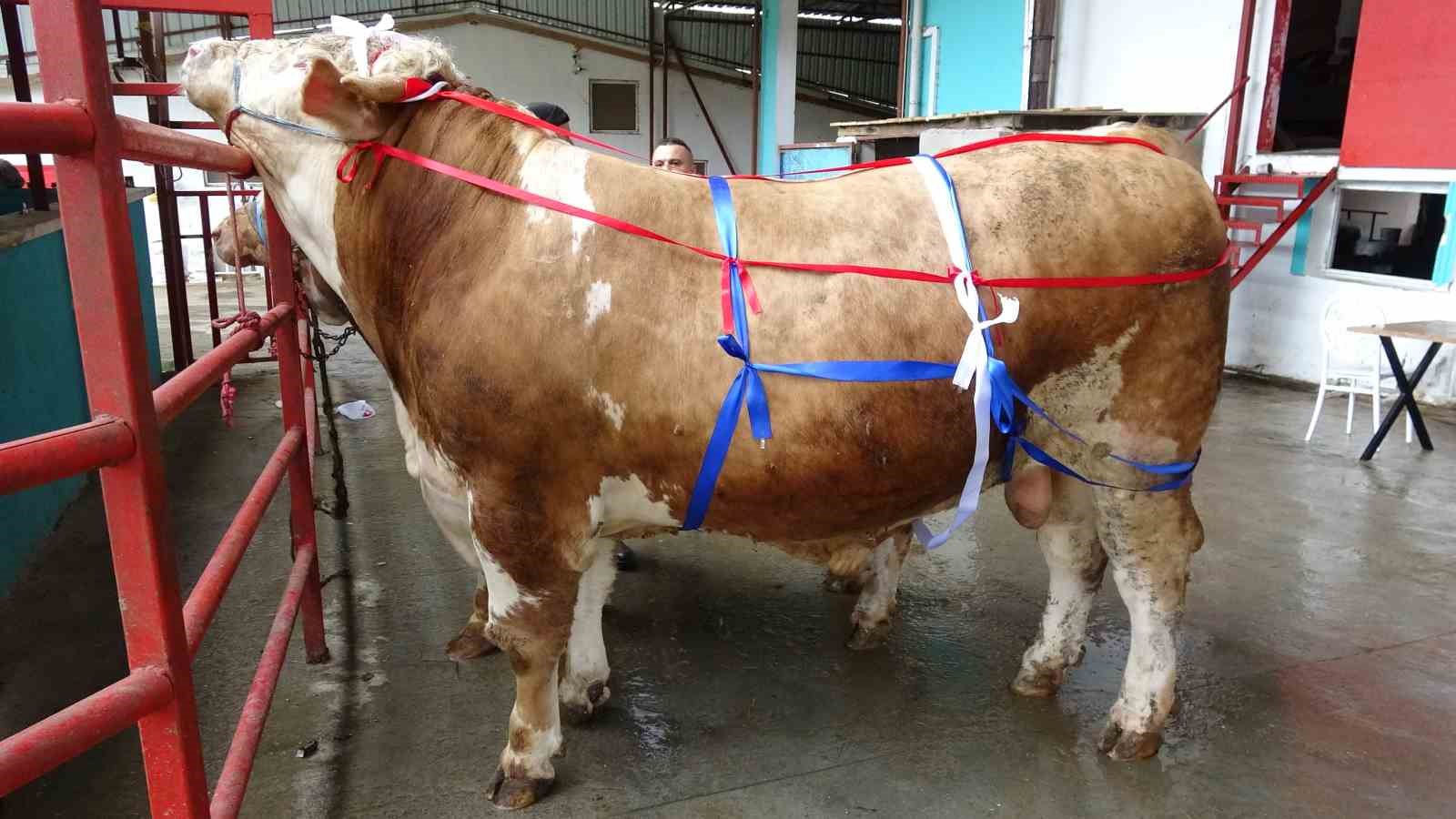 Kurban Bayramı yaklaşırken tonluk kurbanlıklar satışta
