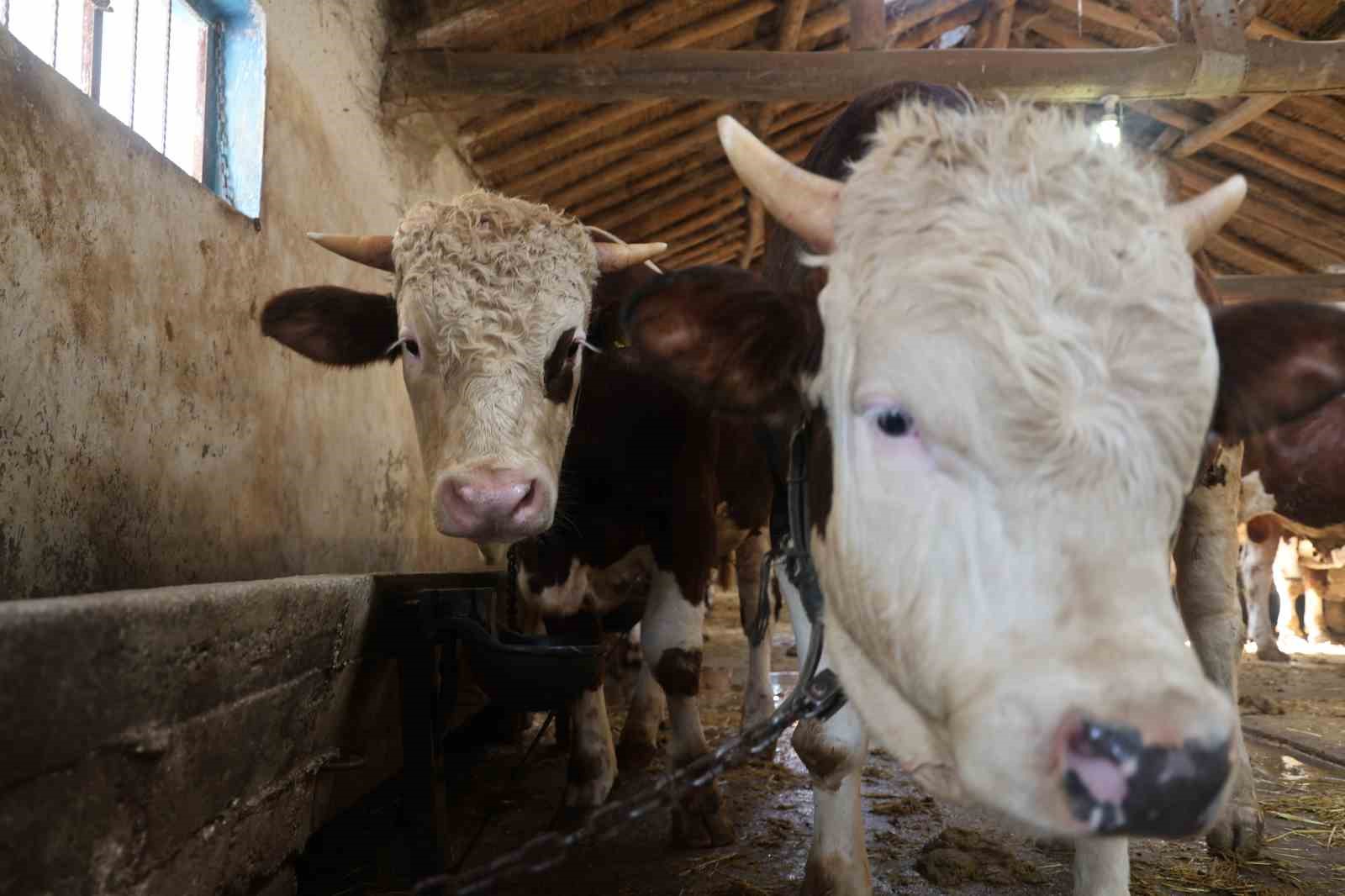 Kurbanlık alacaklara "yaş" uyarısı
