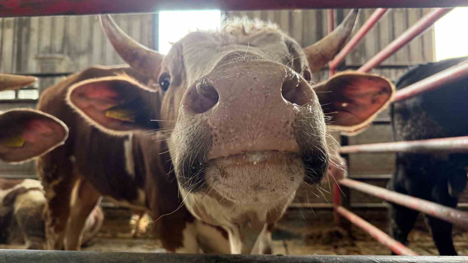 Kurbanlık alışverişinde erken alım hareketliliği
