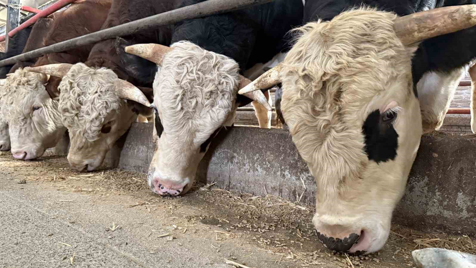 Kurbanlık alışverişinde erken alım hareketliliği
