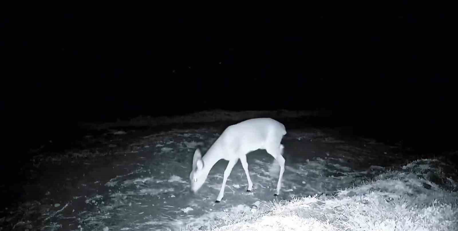 Kurt, çakal, karaca ne ararsan var, yaban kedisi bile var
