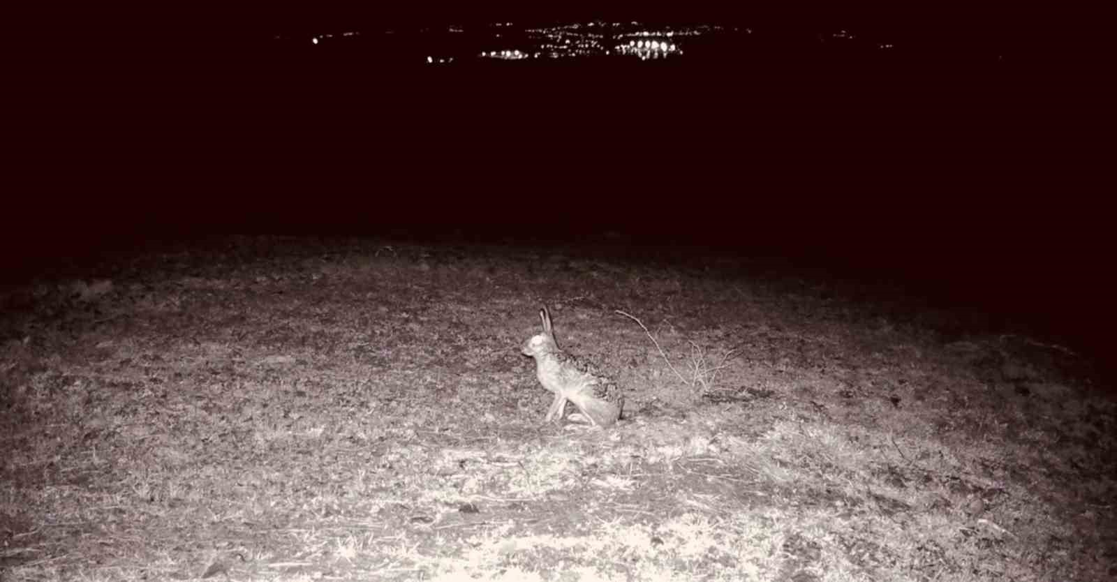 Kurt, çakal, karaca ne ararsan var, yaban kedisi bile var
