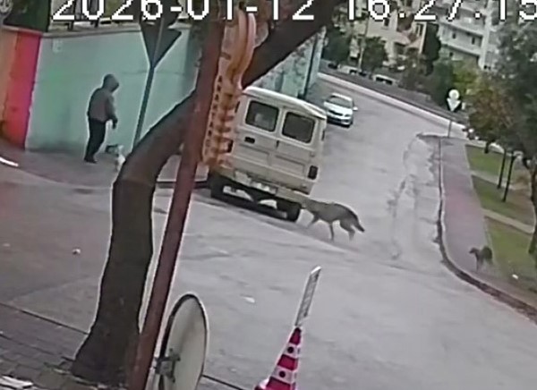 Kurt köpeklerinin saldırı anı kamerada: Küçük köpeği bulunan kadını yere düşürdüler
