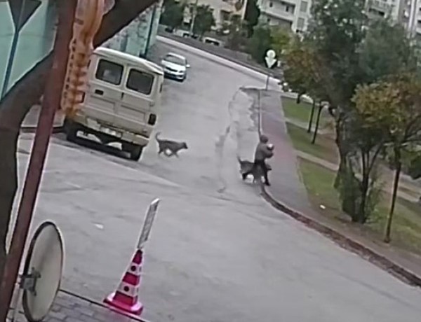 Kurt köpeklerinin saldırı anı kamerada: Küçük köpeği bulunan kadını yere düşürdüler
