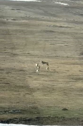 Kurt sürüsü arazide böyle görüntülendi
