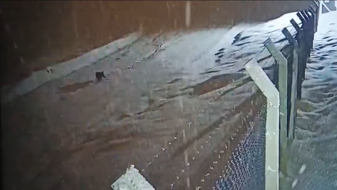 Kurtalan’da köye inen kurt güvenlik kamerasına  yansıdı
