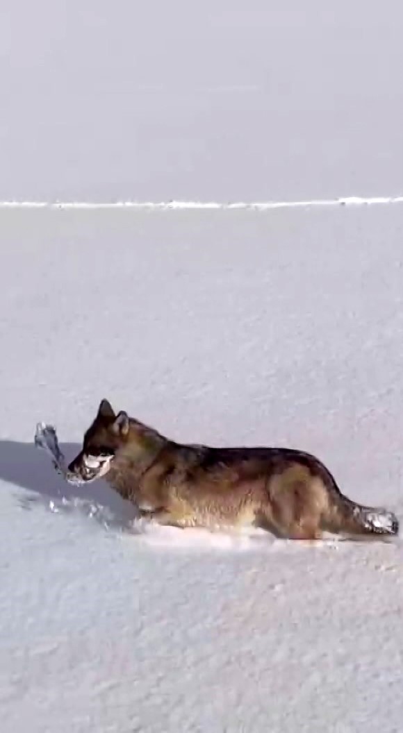 Kurtlar karlı arazide ağzında kemikle görüntülendi
