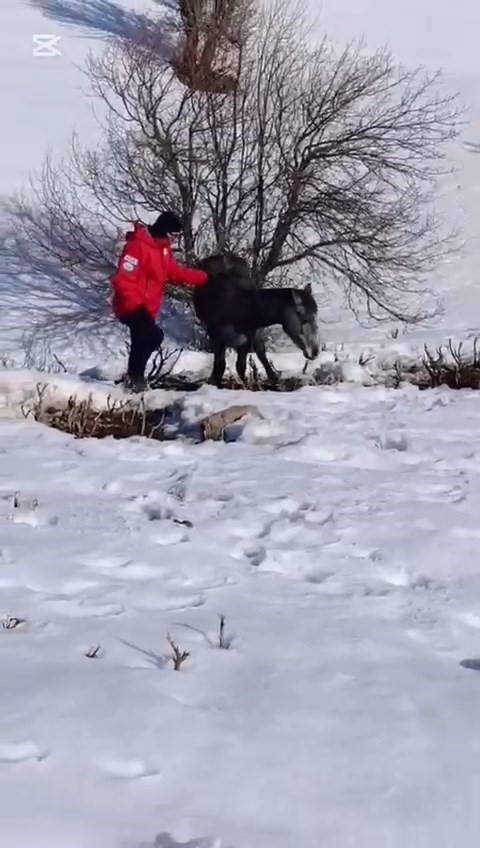 Kurtların saldırısına uğrayan ve dağda mahsur kalan at kurtarıldı
