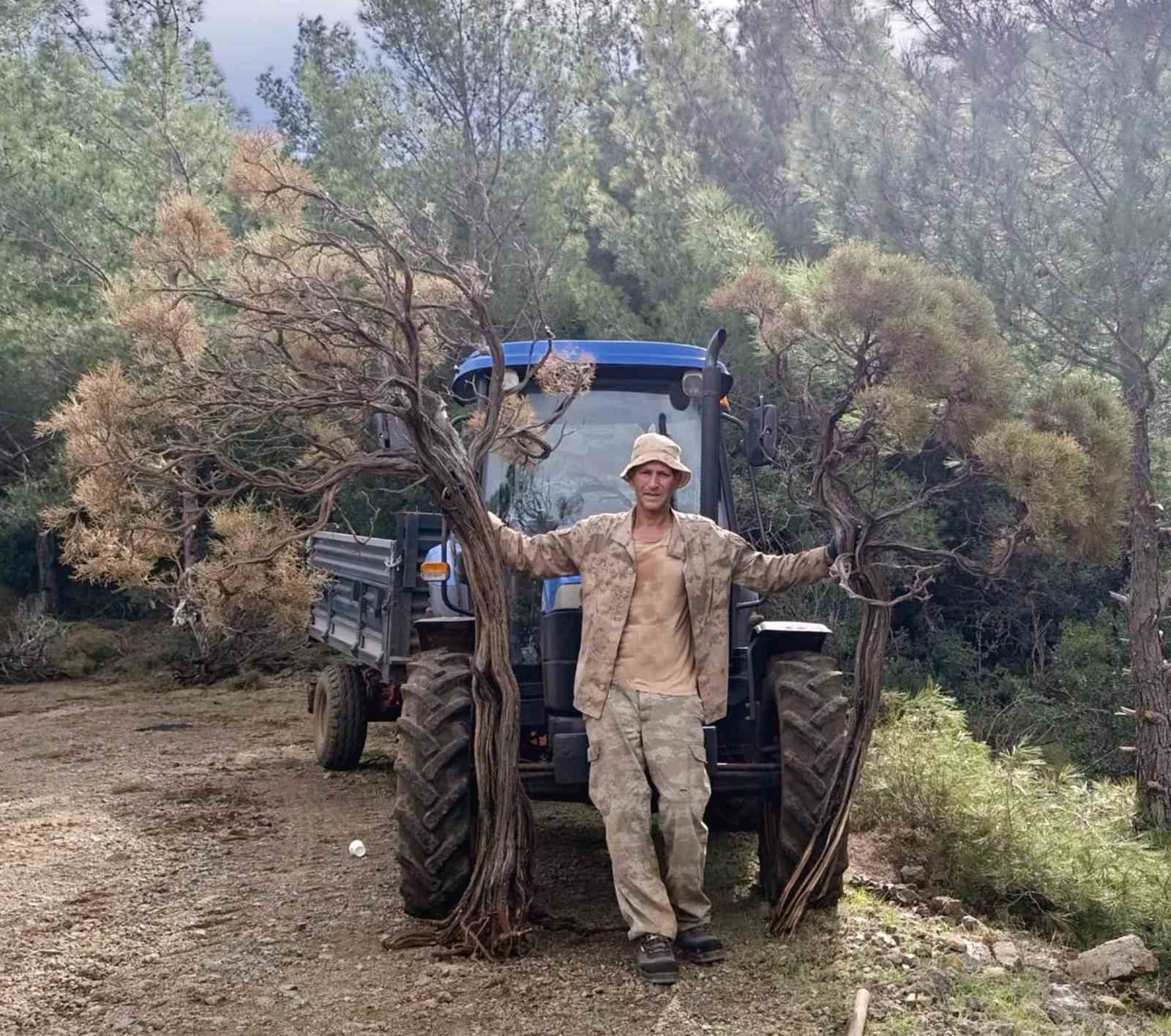 Kuru Geven köylünün gelir kaynağı oldu
