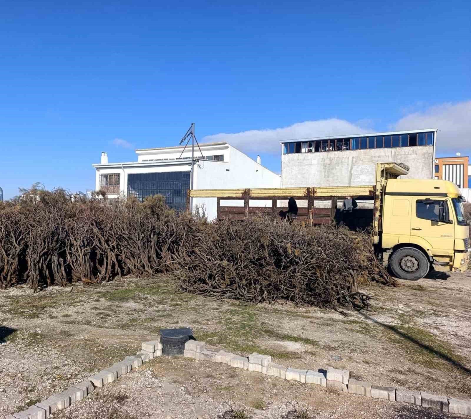 Kuru Geven köylünün gelir kaynağı oldu
