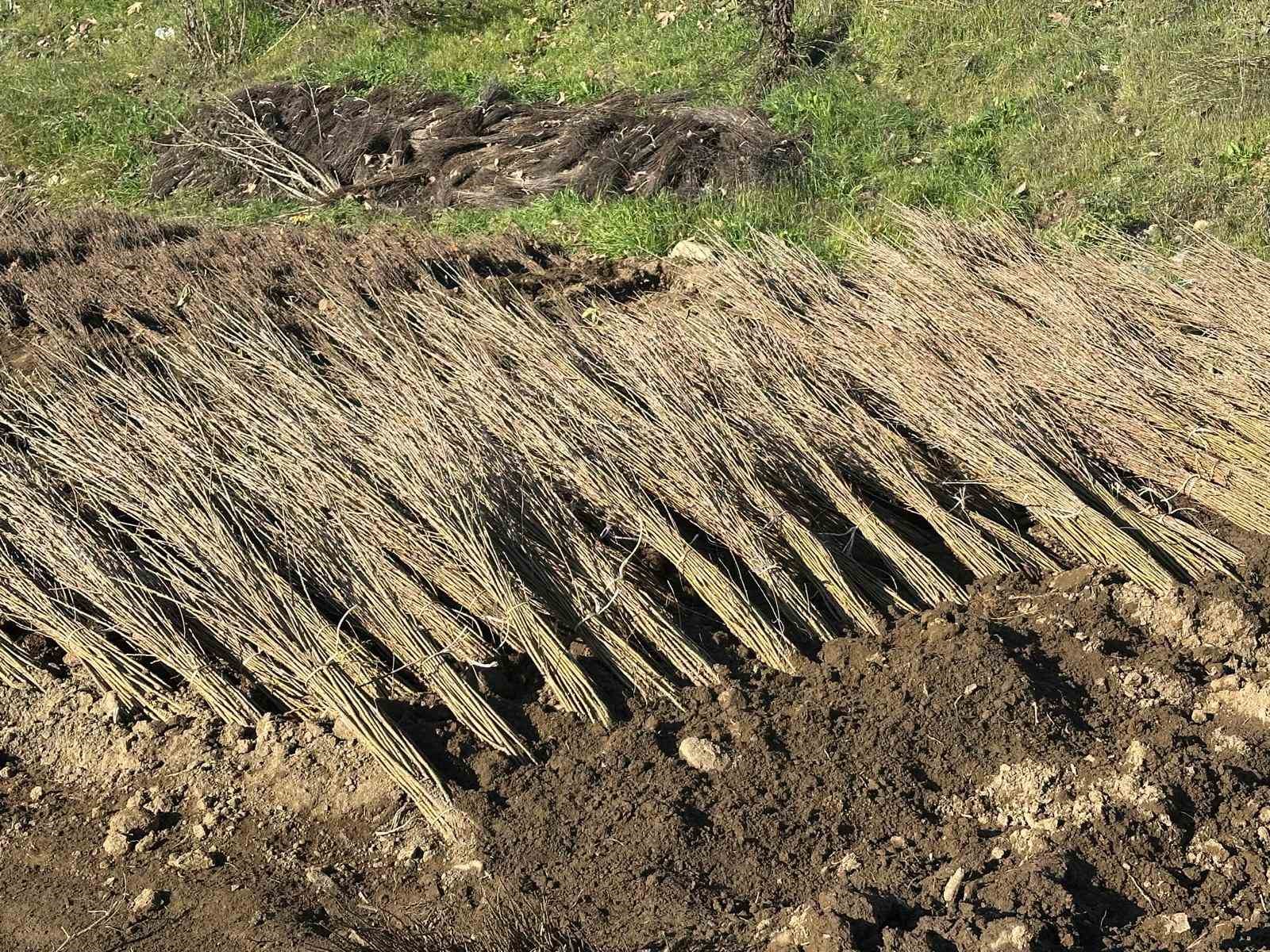 Kurulan her meyve bahçesinde "Bursa" imzası var
