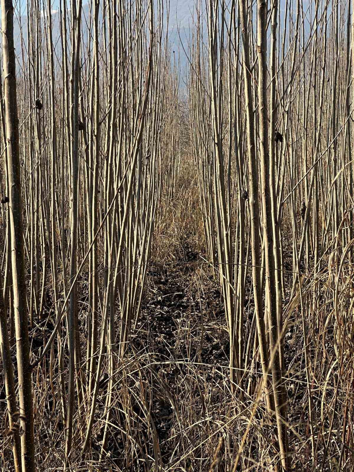 Kurulan her meyve bahçesinde "Bursa" imzası var
