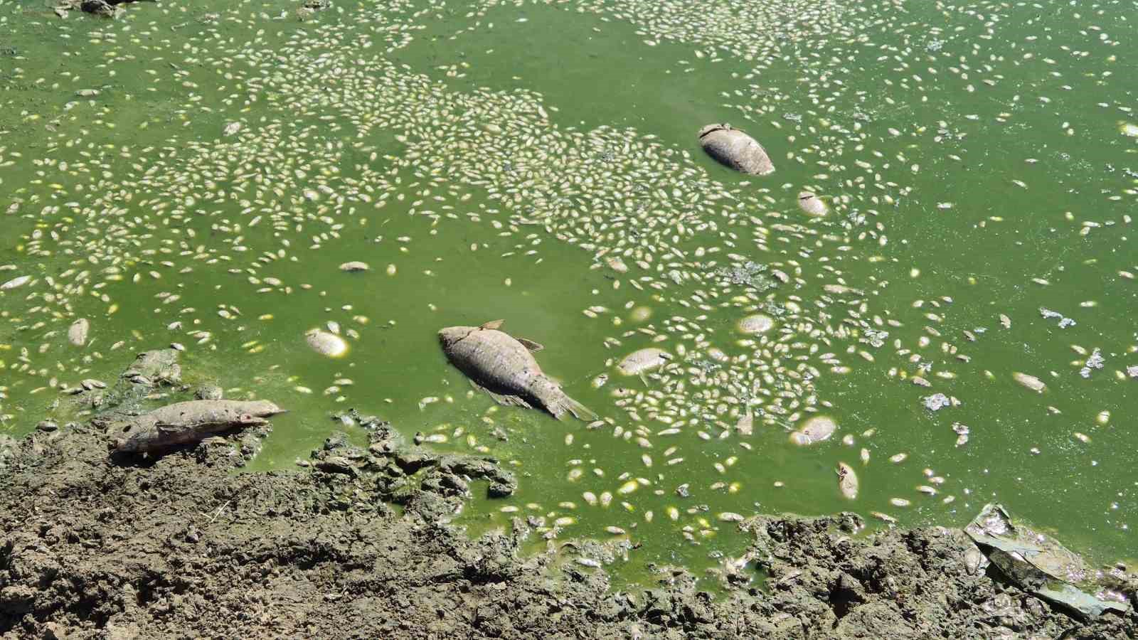 Kuruyan gölet yeniden canlandı: Çatlayan topraklar suyla buluştu
Kuruyan gölet yeniden canlandı: Çatlayan topraklar suyla buluştu