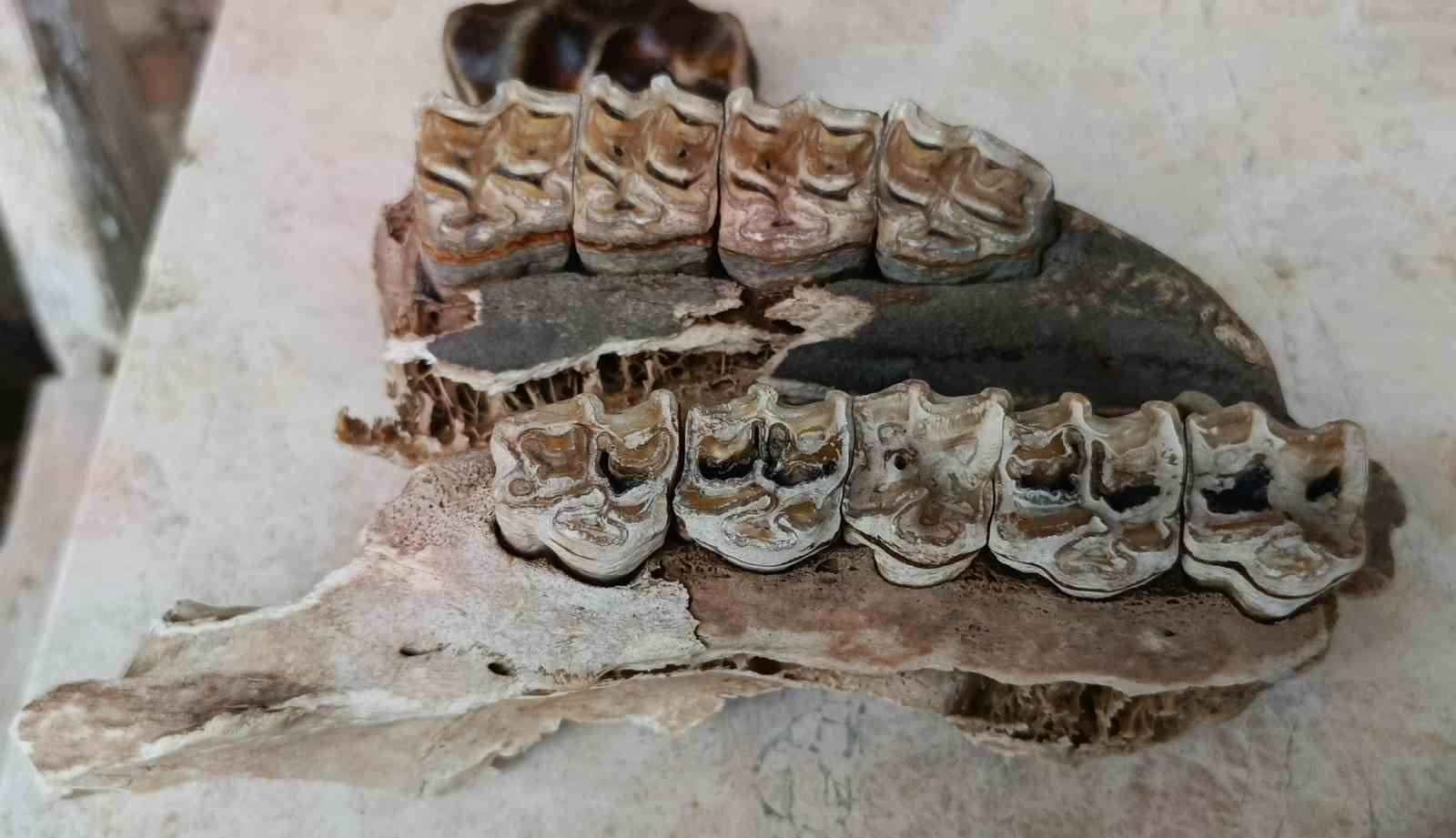 Kuşadası kıyılarında fırtına sonrası ortaya çıkan kemikler incelendi
