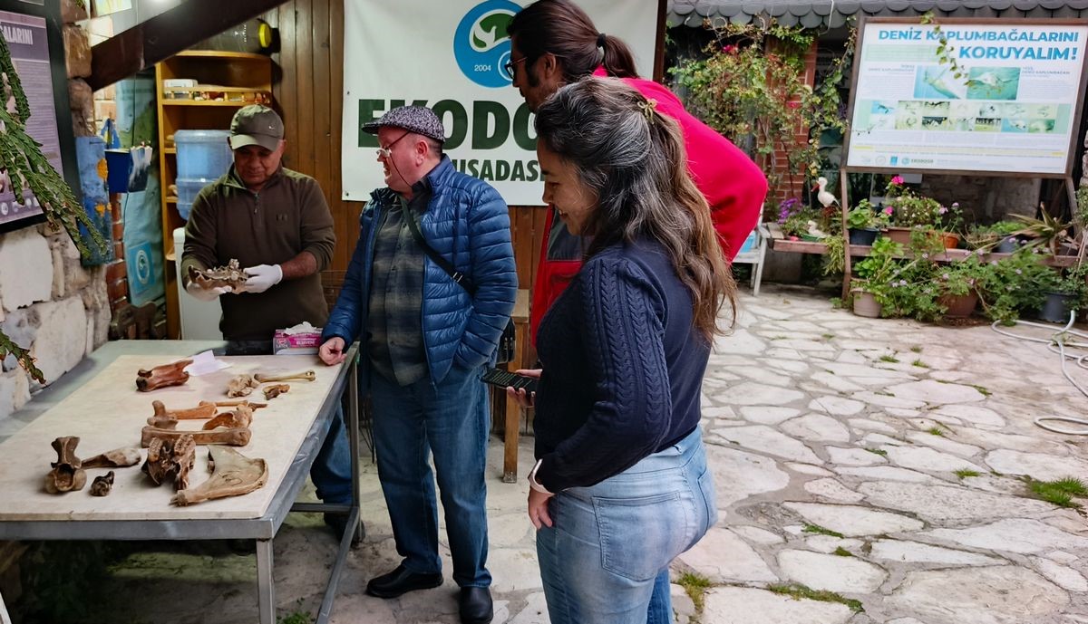 Kuşadası kıyılarında fırtına sonrası ortaya çıkan kemikler incelendi

