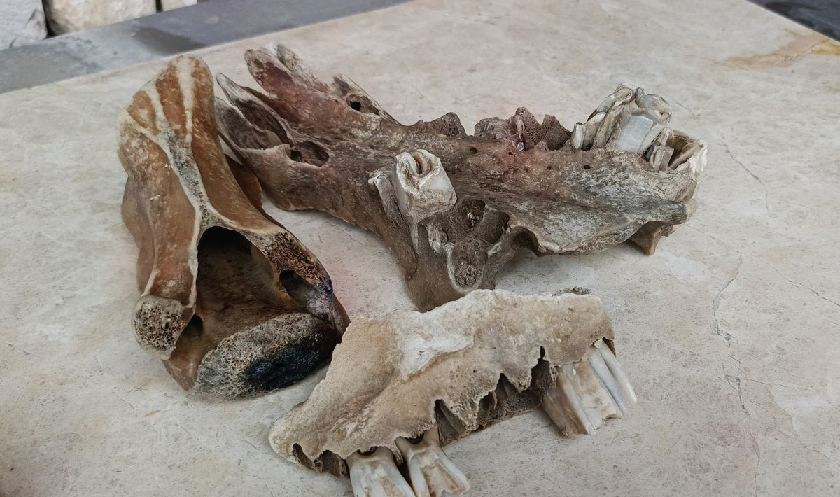 Kuşadası kıyılarında fırtına sonrası ortaya çıkan kemikler incelendi
