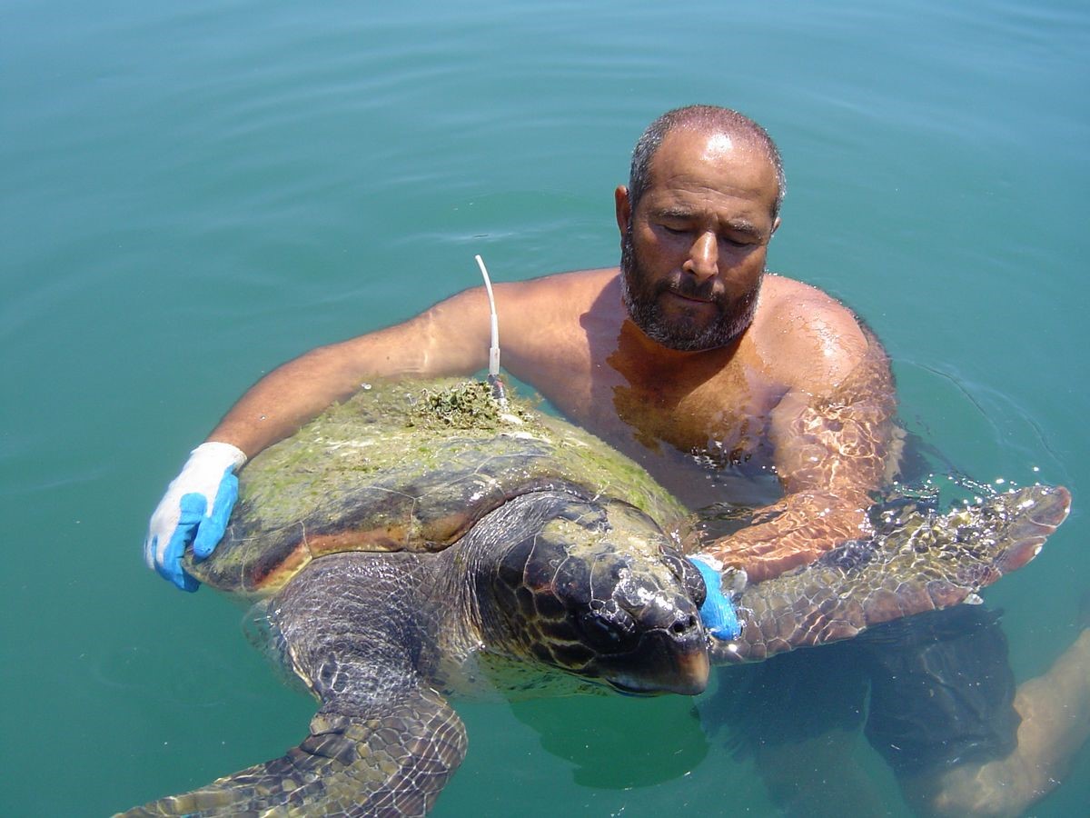 Kuşadası Körfezi’nde ‘deniz kaplumbağası’ alarmı
