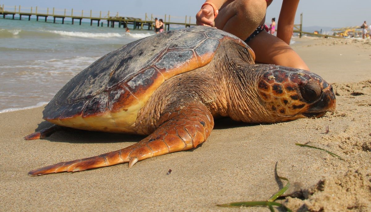 Kuşadası Körfezi’nde ‘deniz kaplumbağası’ alarmı
