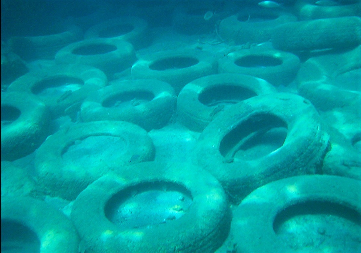 Kuşadası’nda 2 yeşil deniz kaplumbağası ve 1 caretta caretta ölü bulundu
