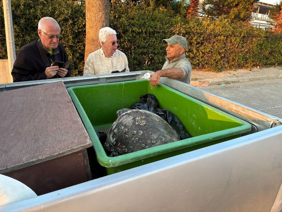 Kuşadası’nda 2 yeşil deniz kaplumbağası ve 1 caretta caretta ölü bulundu
