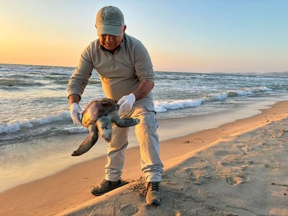 Kuşadası’nda 2 yeşil deniz kaplumbağası ve 1 caretta caretta ölü bulundu
