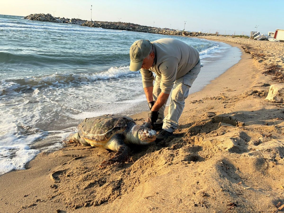 Kuşadası’nda 2 yeşil deniz kaplumbağası ve 1 caretta caretta ölü bulundu
