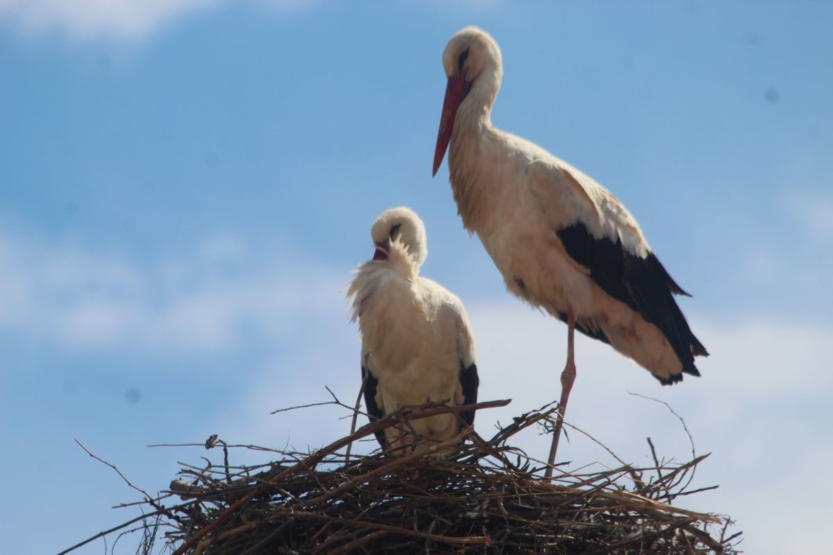 Kuşadası’nda 40 yıl sonra leylek sevinci
Kuşadası’nda 40 yıl sonra leylek sevinci