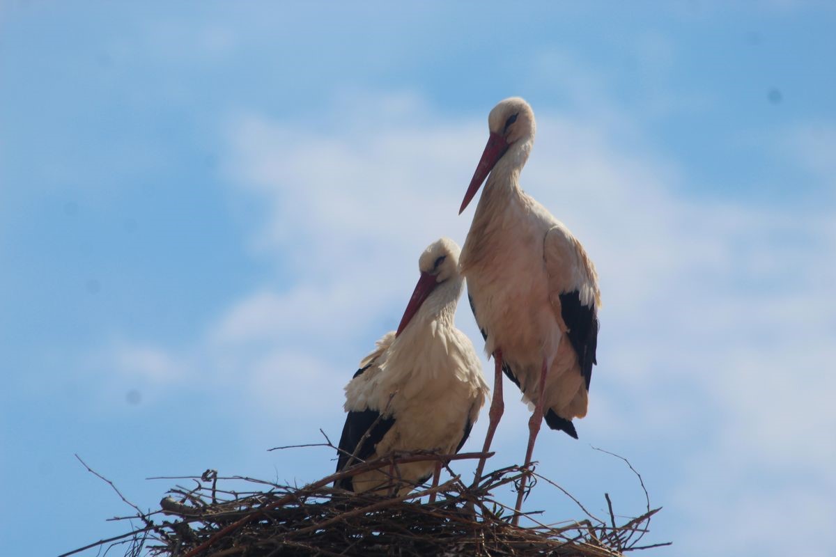 Kuşadası’nda 40 yıl sonra leylek sevinci
Kuşadası’nda 40 yıl sonra leylek sevinci